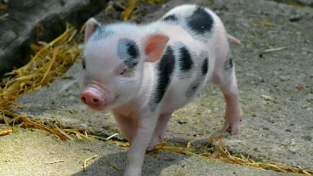 Airport Therapy Pig Hogs All the Attention in San Francisco