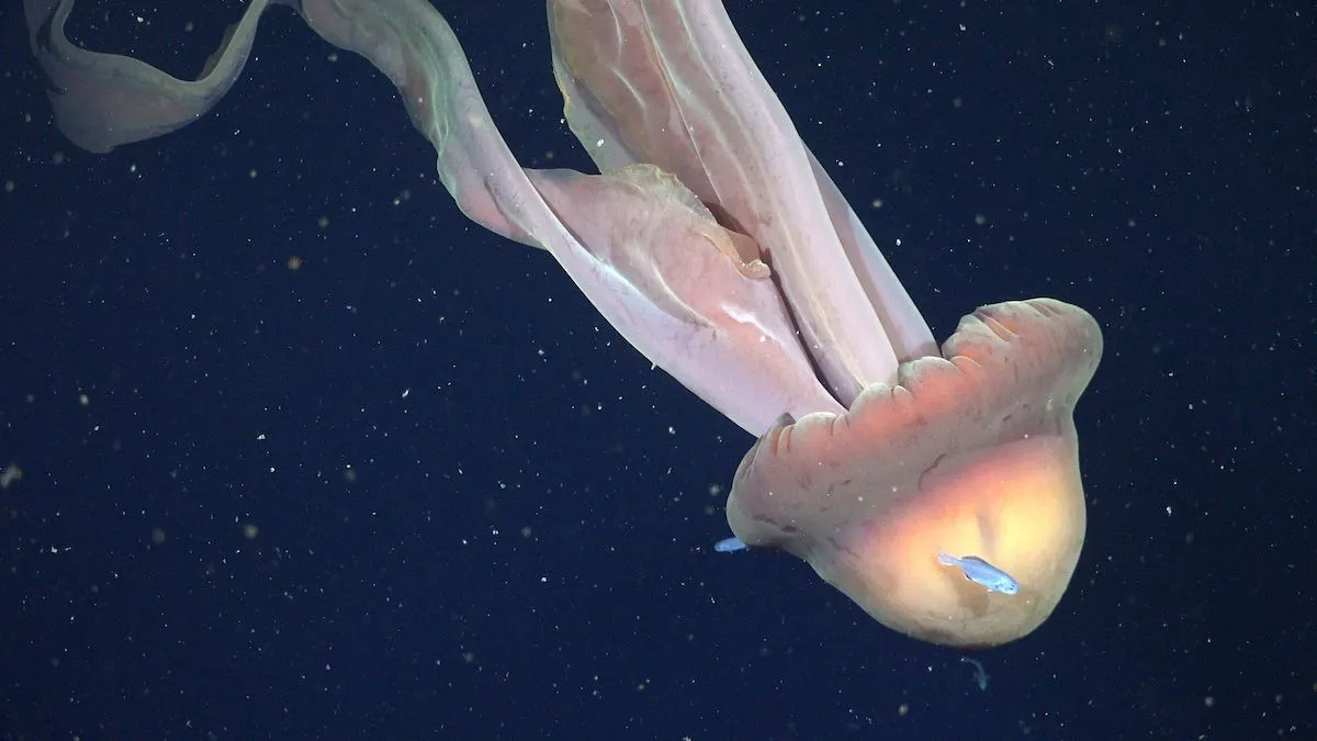 See a Rare, Bus-Sized Giant Phantom Jelly Wade Through Ocean Waters Off the Coast of Argentina