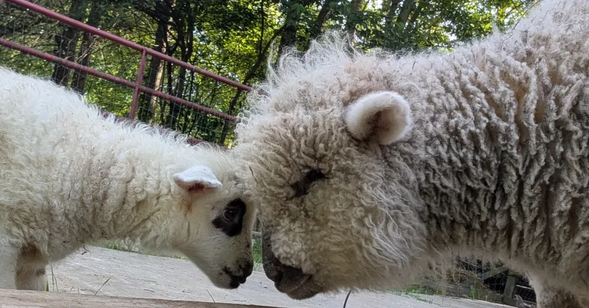Farmers took one look at this animal and knew a DNA test was needed: 'She might be a geep'