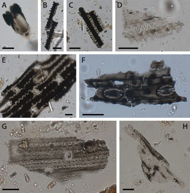 Microscopic Images of Burnt Grass Phytoliths From Cloggs Cave