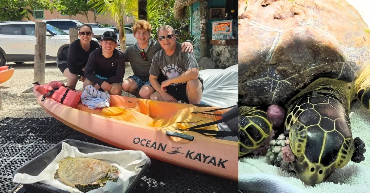 Kayak guide pauses Florida Keys tour to save a sea turtle covered in tumors