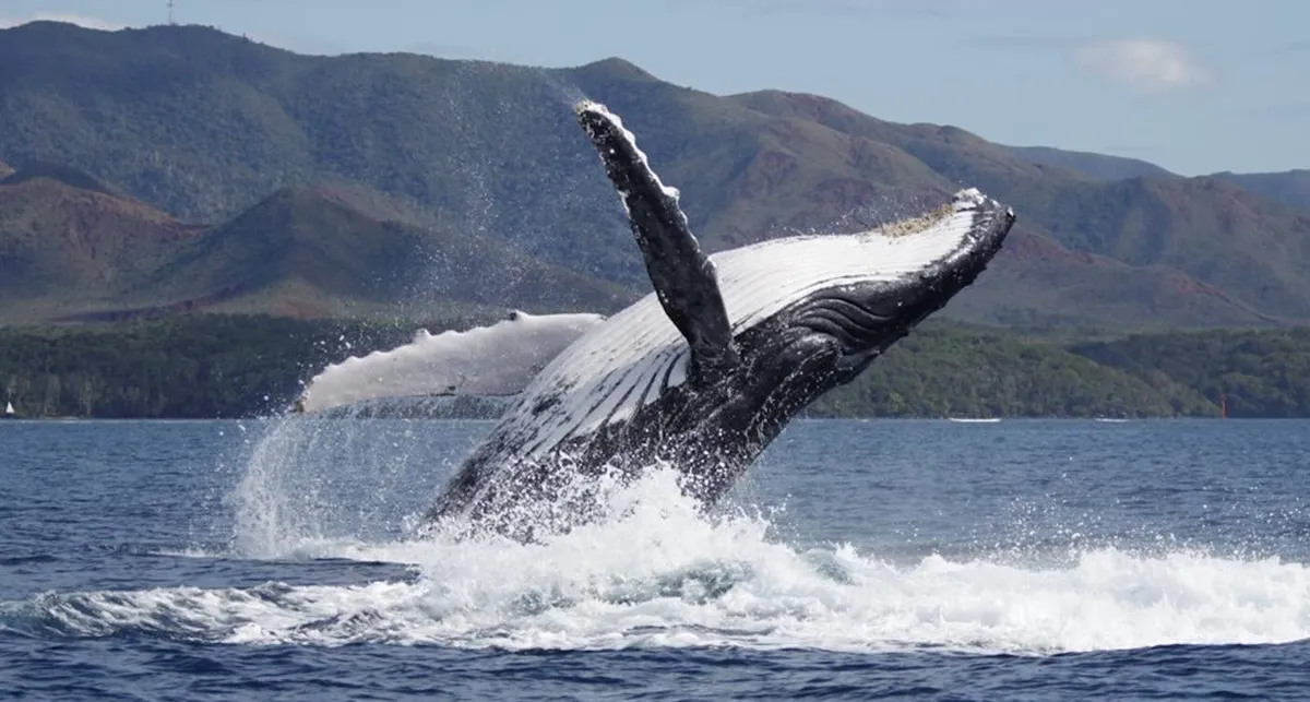 Group of humpback whales in breeding ground