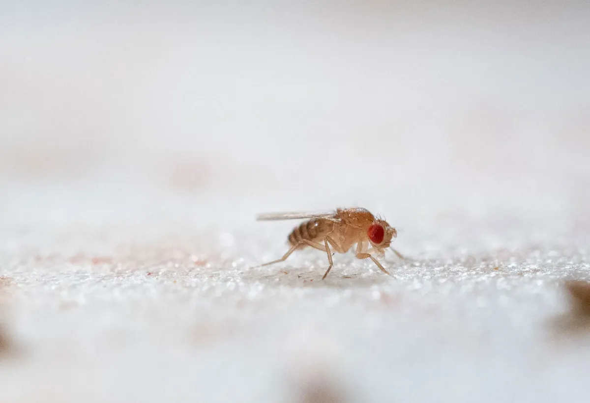 Researchers Reveal a Hidden Biological Clock in Insects