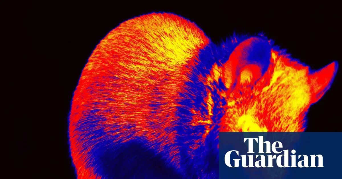 Scientists reconstructed what mice see using their brain signals