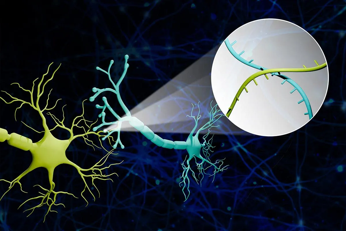 Scientists Just Mapped Brain Connections With Tiny Molecular Barcodes