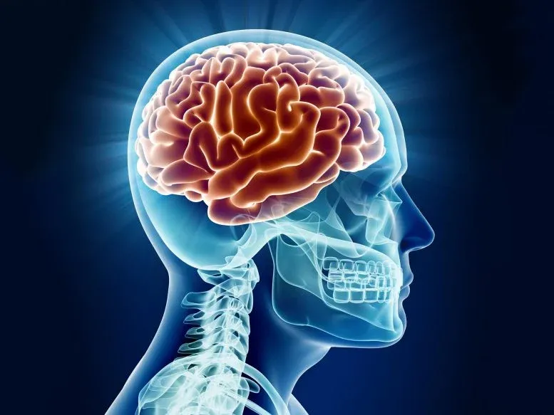 Scientists Discover the Brain May Enter a New Biological Phase Between 50 and 75