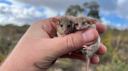 Tiny possum found 500km beyond its known range in Australia