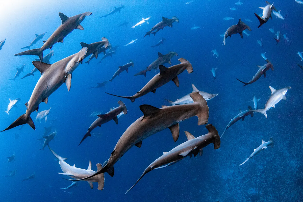 Article illustration