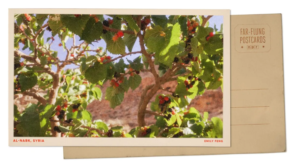 Syrian Monastery Serves Up Interfaith Harmony, Plus the Best Mulberries Ever