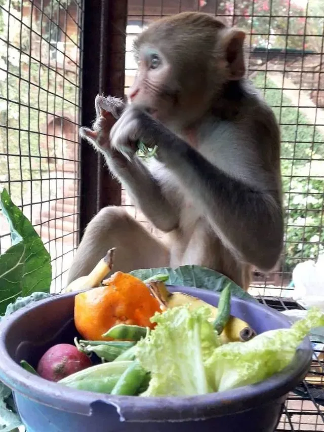 Inside a Goa Sanctuary Where Orphaned Monkeys Find Care