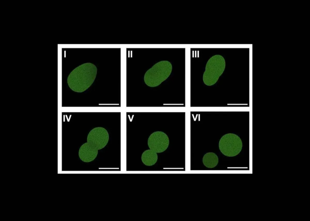 Scientists Built a Cell That Grows and Copies Itself. They Call It a Potato.
