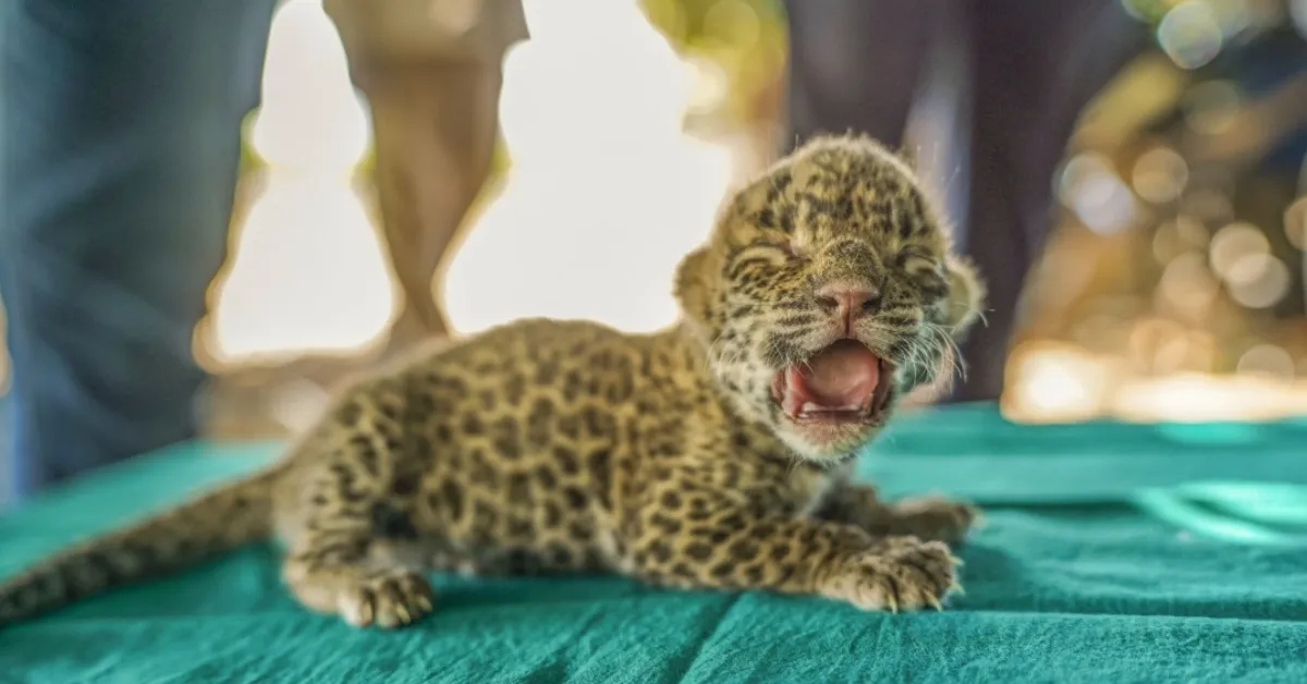 When leopard cubs get separated from their mother, these wildlife experts step in with 'overnight boxes.' They've saved over 100 cubs