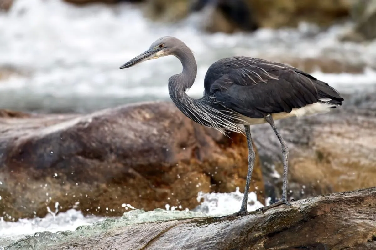 Amid Myanmar's Chaos, a Critically Shy Heron Holds On