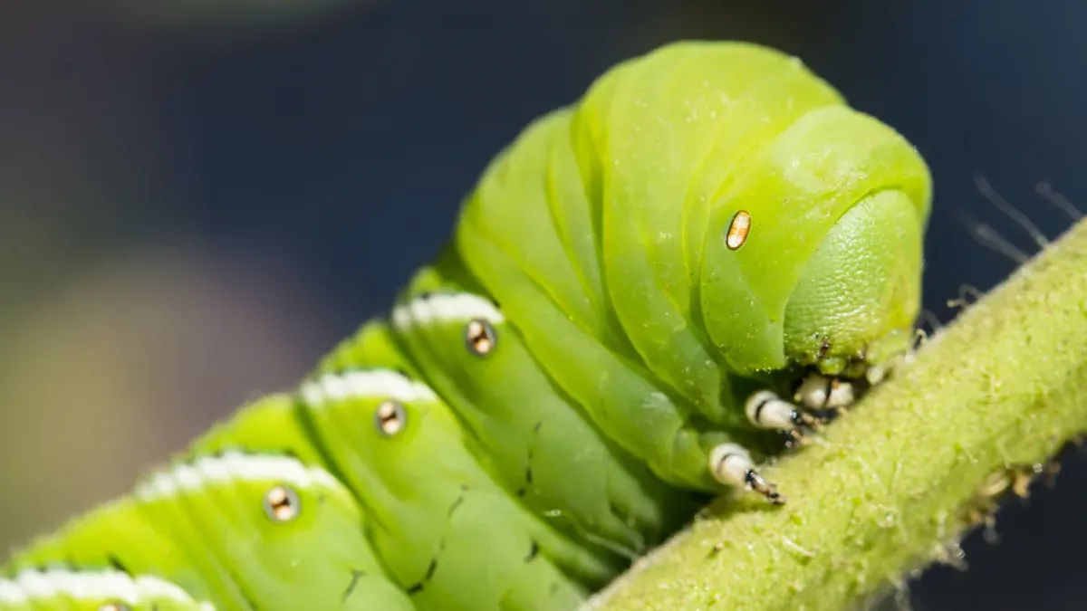 Caterpillars use tiny hairs to hear