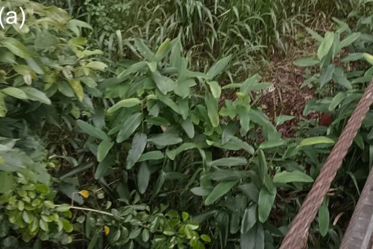 A Plant Vanished for 170 Years Just Casually Reappeared in Sri Lanka