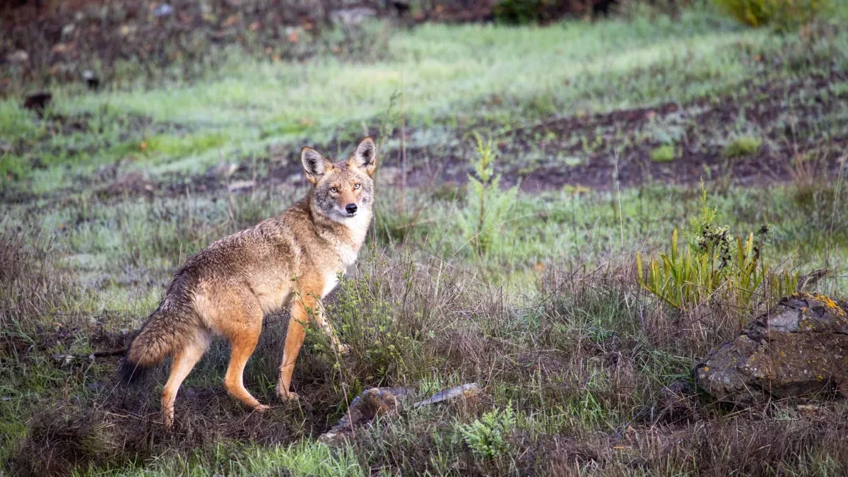 Trail Cam Catches Coyote Living Its Best, Most Itchy Life