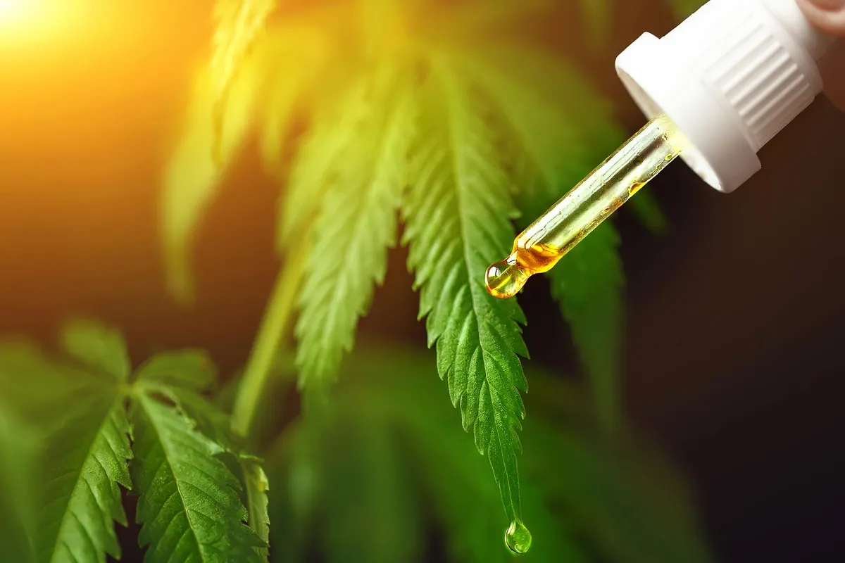 Cannabis Compounds CBD and CBG Slash Liver Fat and Restore Metabolic Health