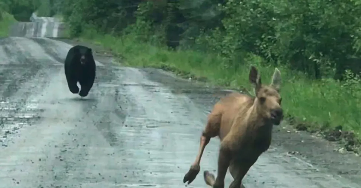 Maine Couple Spots Bear Chasing Moose Calf And Helps It Escape