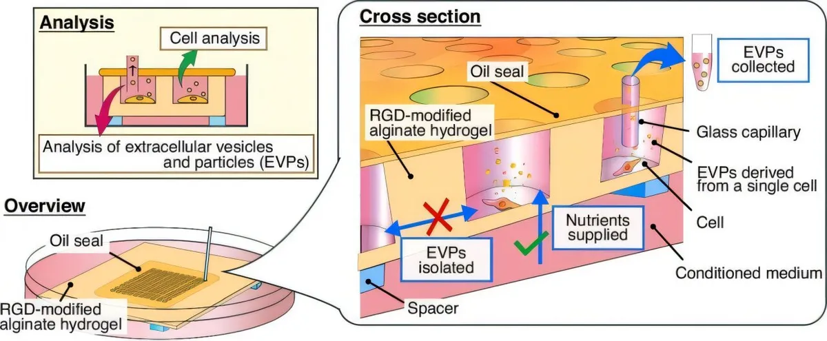 Single-cell microdevice isolates and profiles extracellular vesicles over weeks
