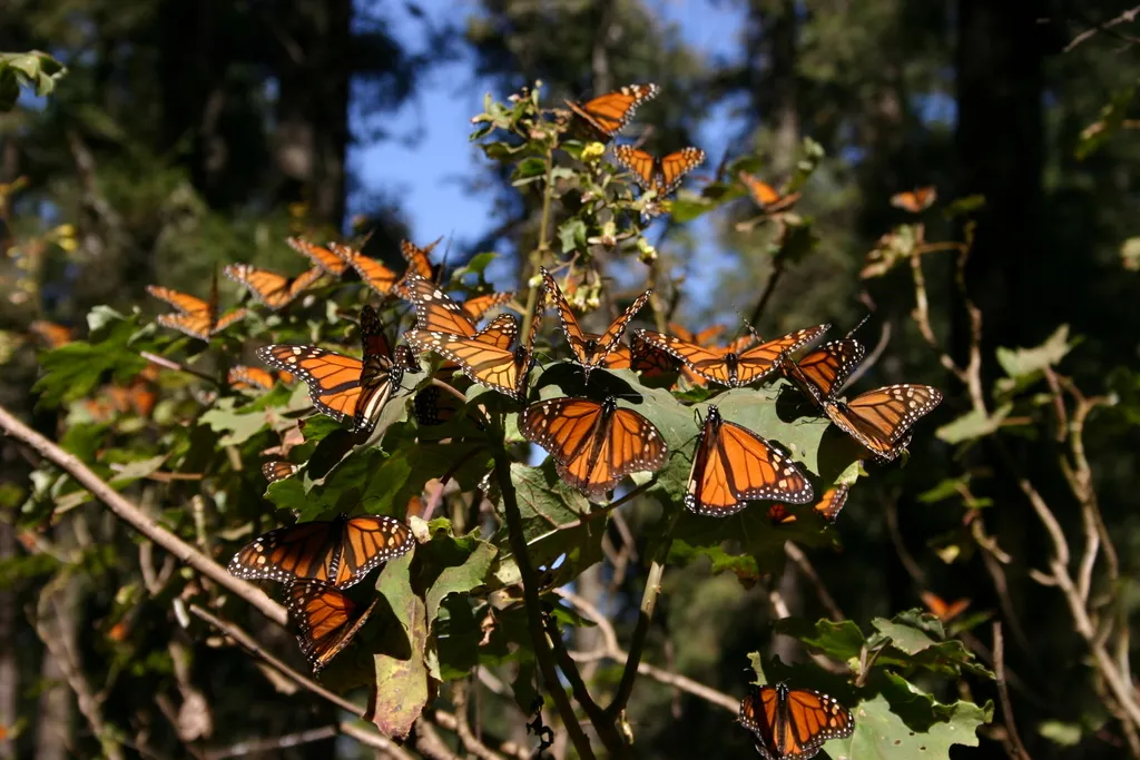 Eastern Monarch Butterflies Make a Big Comeback This Year