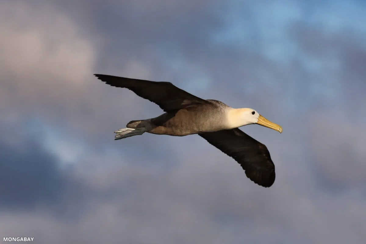 Half of seabirds are declining. Protecting marine flyways could help save them