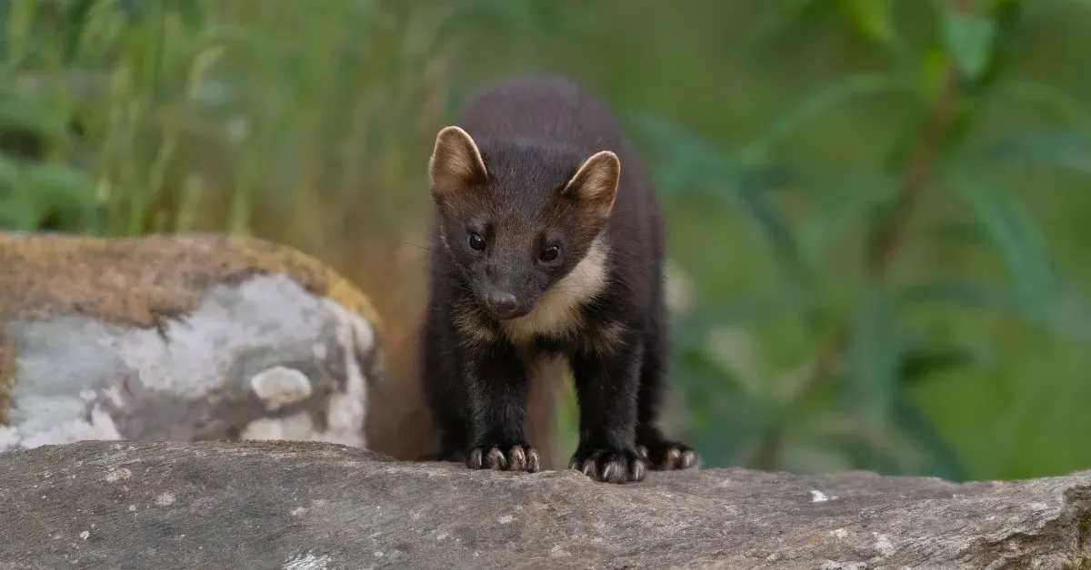 Trail cameras capture first wild pine marten babies born in the UK in a century