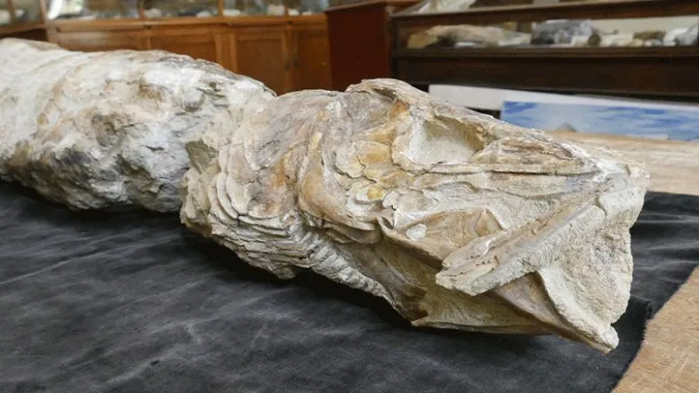 Head of the 55 Million Year Old Tarpon Fossil Fish
