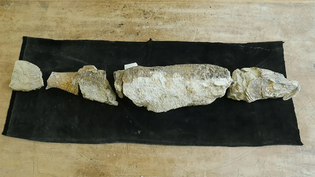 The Missing Notebooks That Solved a 25-Year-Old Paleontology Mystery