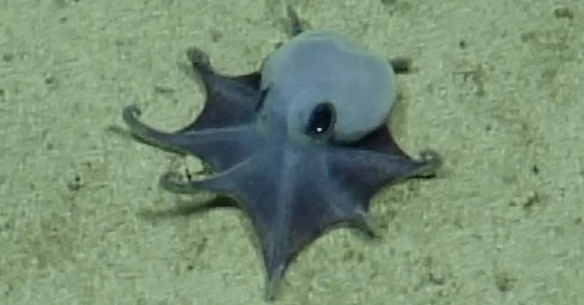New species of octopus — blue and the size of a golf ball — was just identified by scientists