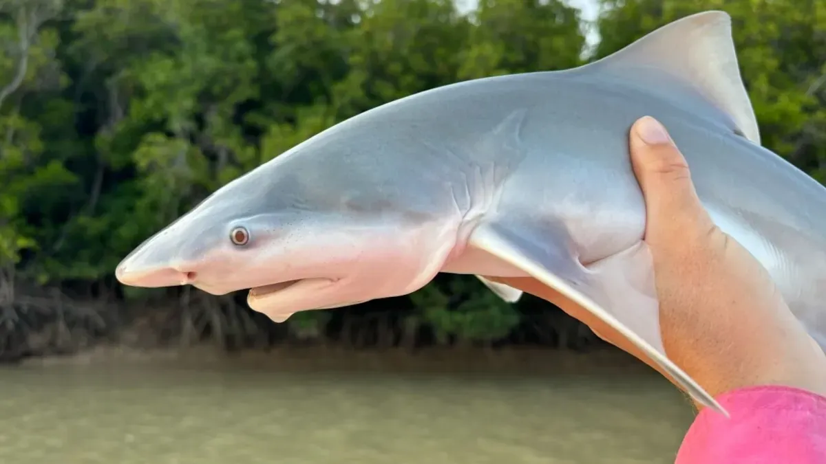 Shark Lasers: Because Counting Rings Is So Last Century