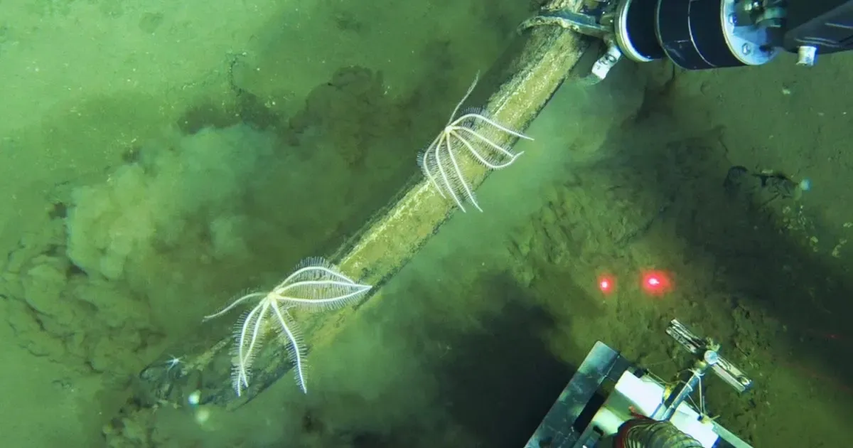 Scientists unearth world’s largest whale graveyard beneath Pacific Ocean seabed