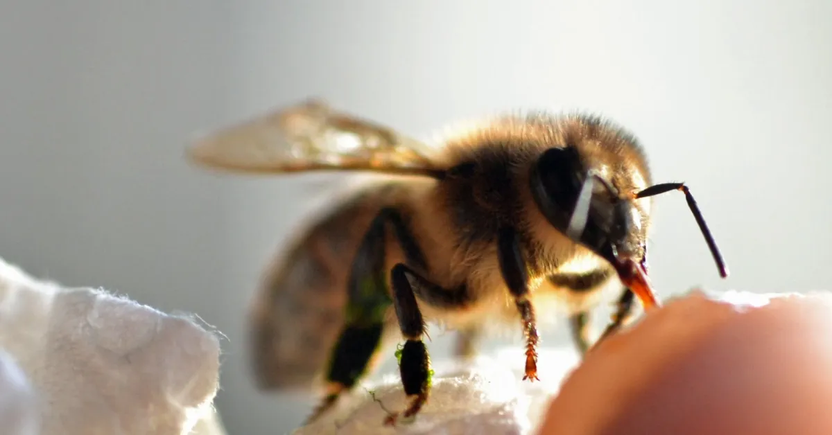 This man went viral online after calmly let a bee sting him and 'unwind' its stinger: 'I had no idea they could survive this'