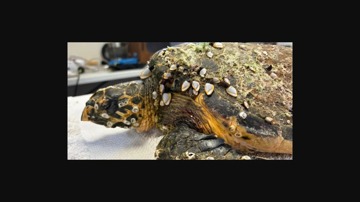 Bear after three months of recovery.