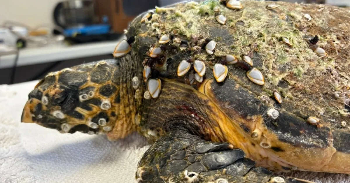 This sea turtle was found 'gravely unwell' and covered in barnacles. See her amazing three-month recovery