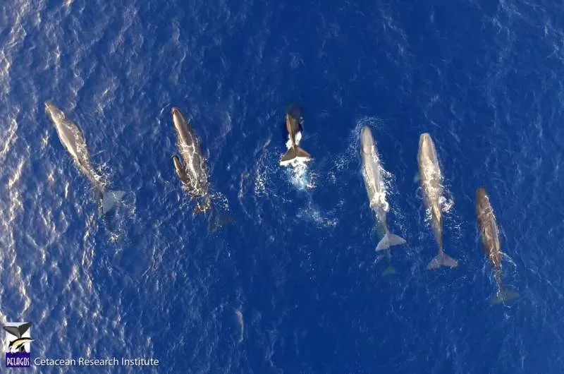 Sperm whales logging landscape. Credit: Pelagos Institute