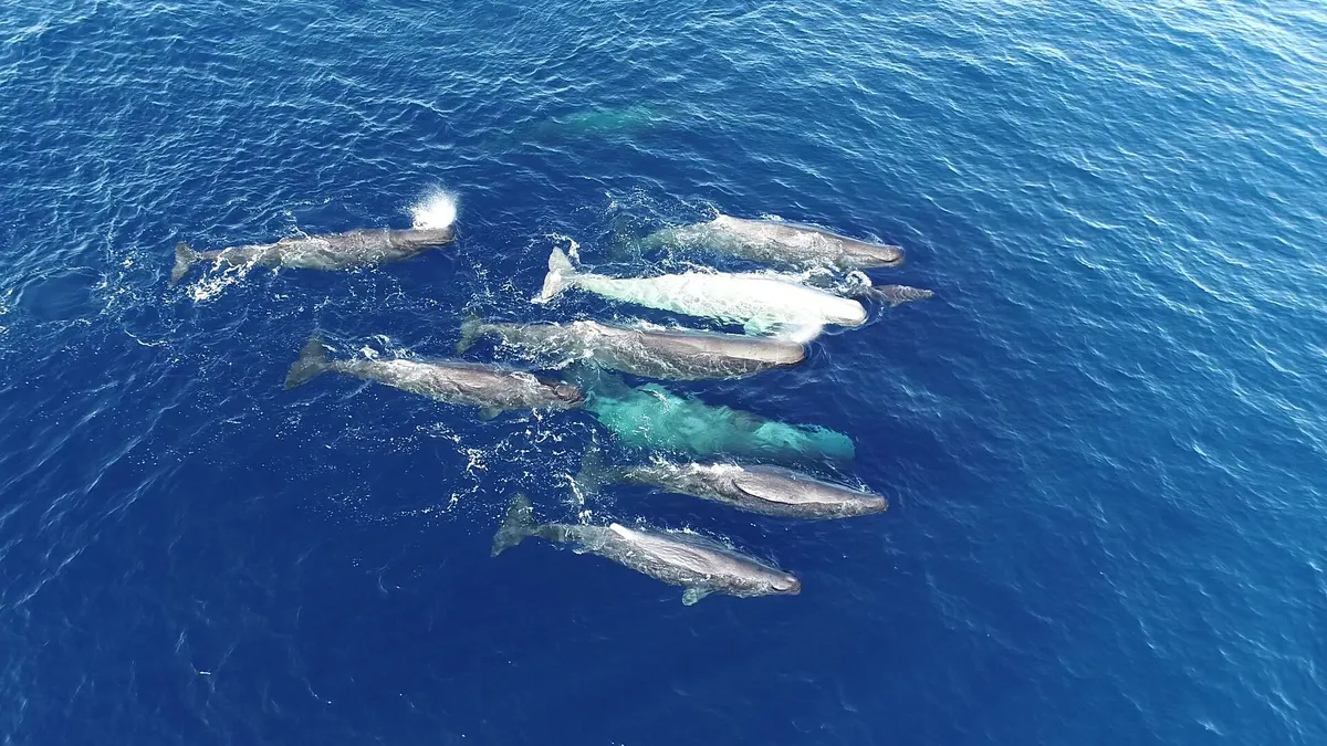 How sperm whale vocal dialects evolve as they adopt new calls while still remembering the old