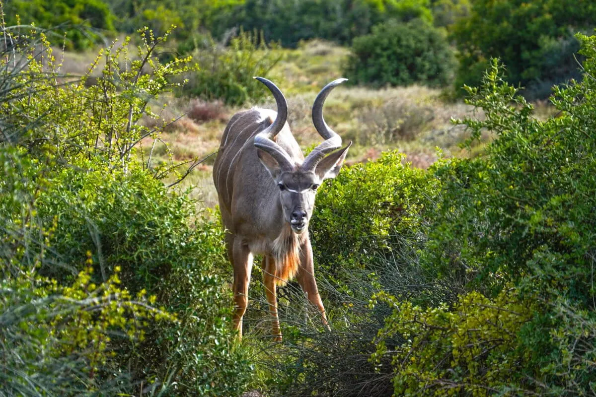 South Africa's 'Miracle' Plant Is Bringing Back an Entire Ecosystem