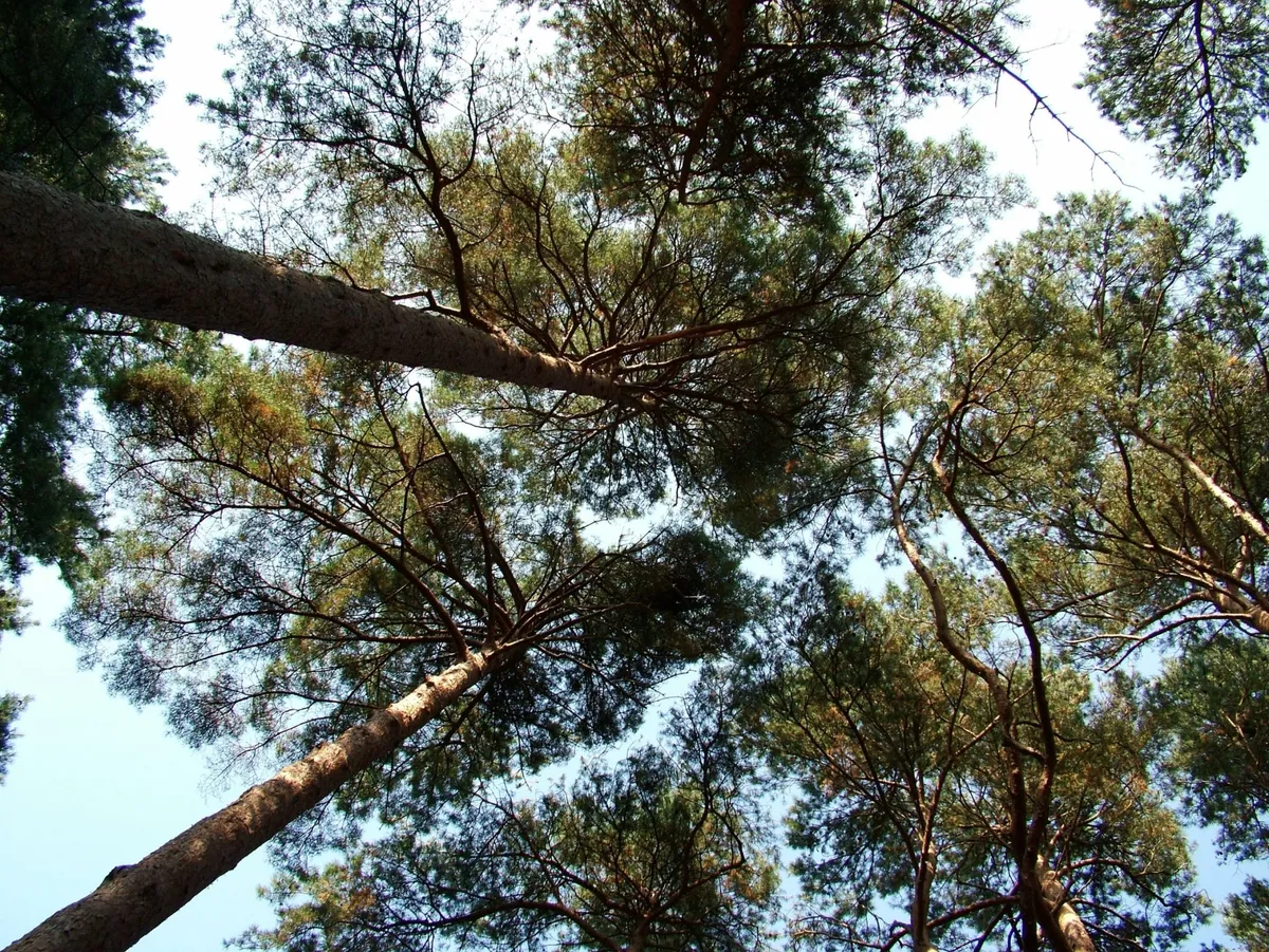 Article illustration