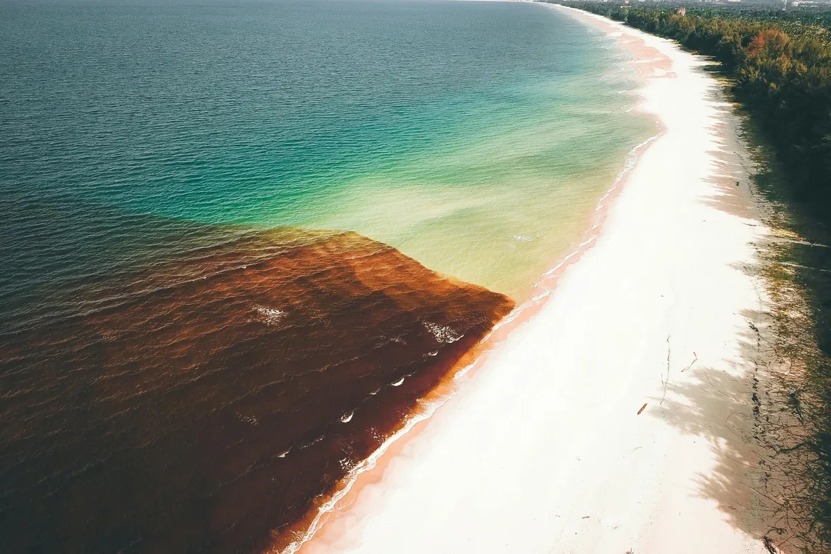 Atlantic seaweed blooms may be predictable, opening path to carbon removal and biofuels