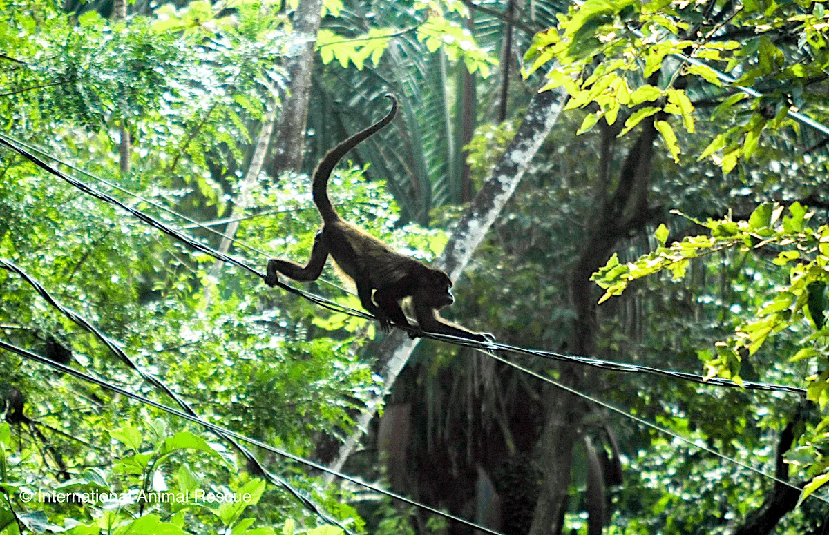 Costa Rica's court orders power lines shielded to stop killing wildlife