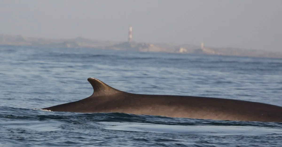 After Nearly Disappearing, Blue Whales Are Making a Comeback