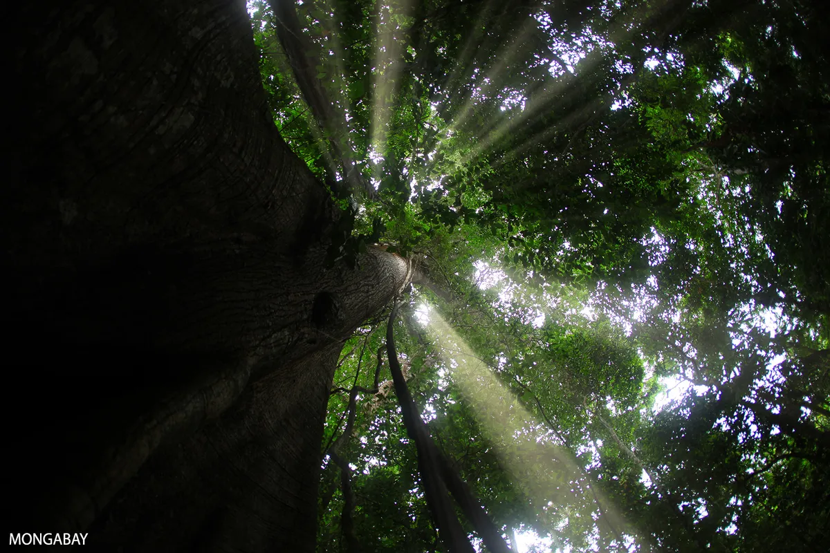 Article illustration