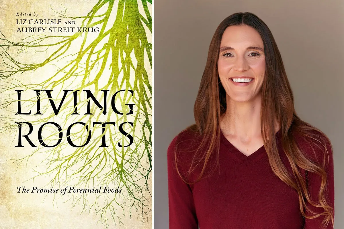 Perennial crops could reshape how America grows food