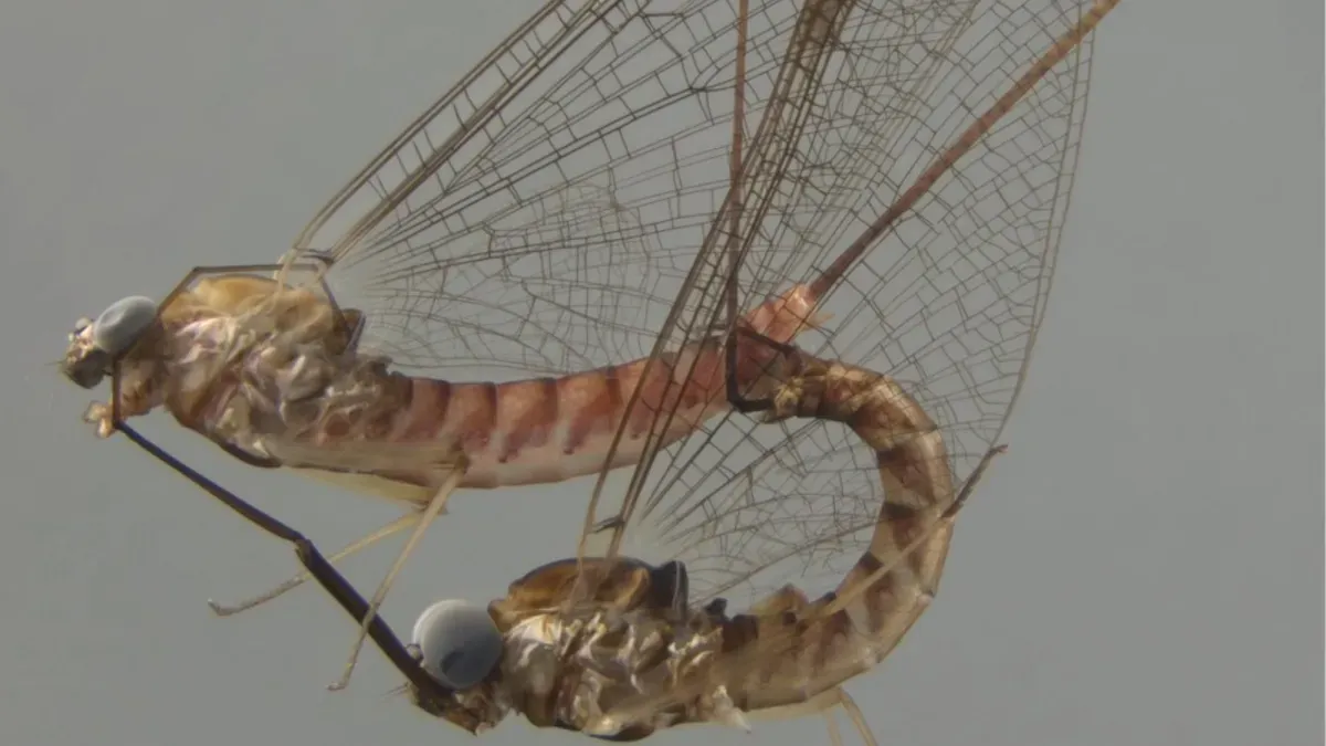 Scientists Used Freezing Spray to Study Mayfly Sex. It Was Wild.