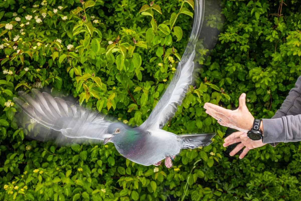 How Pigeons Find Their Way Home May Finally Be Solved