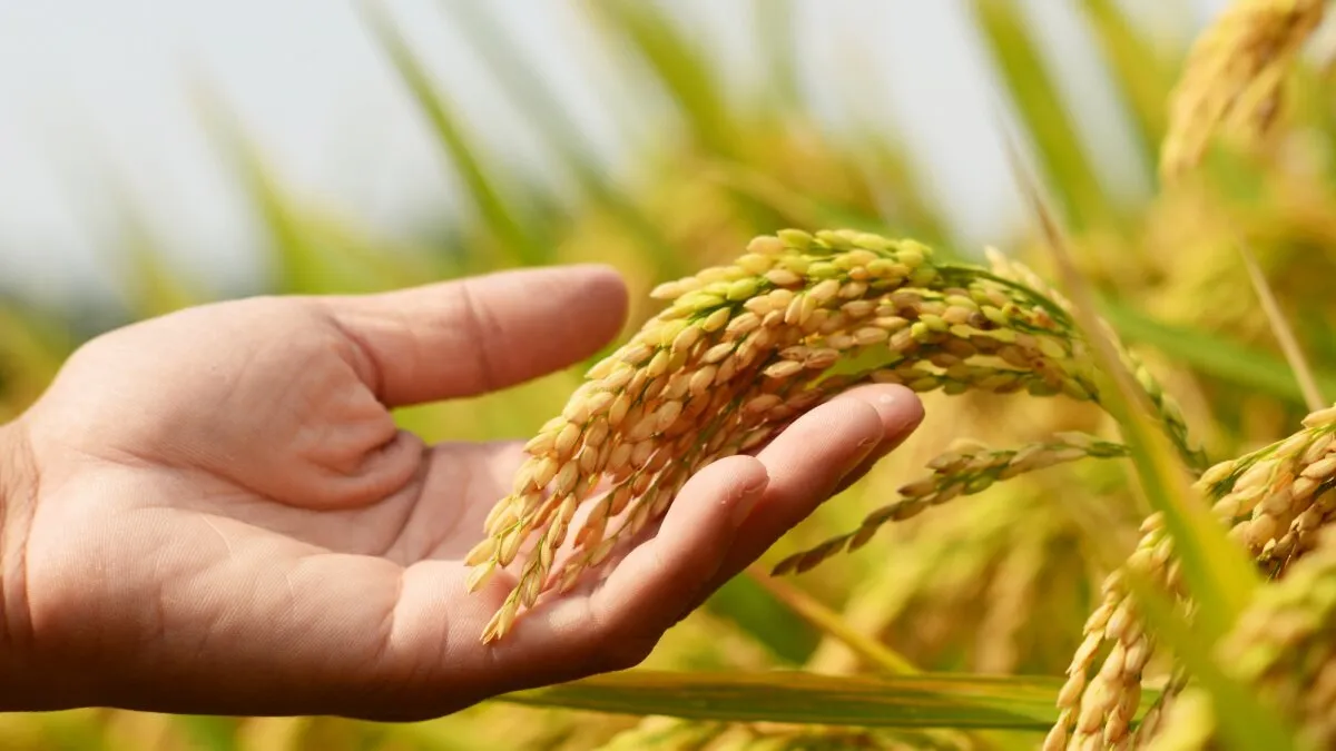 A New Rice Gene Could Mean Less Planting, More Growing — But There's a Catch