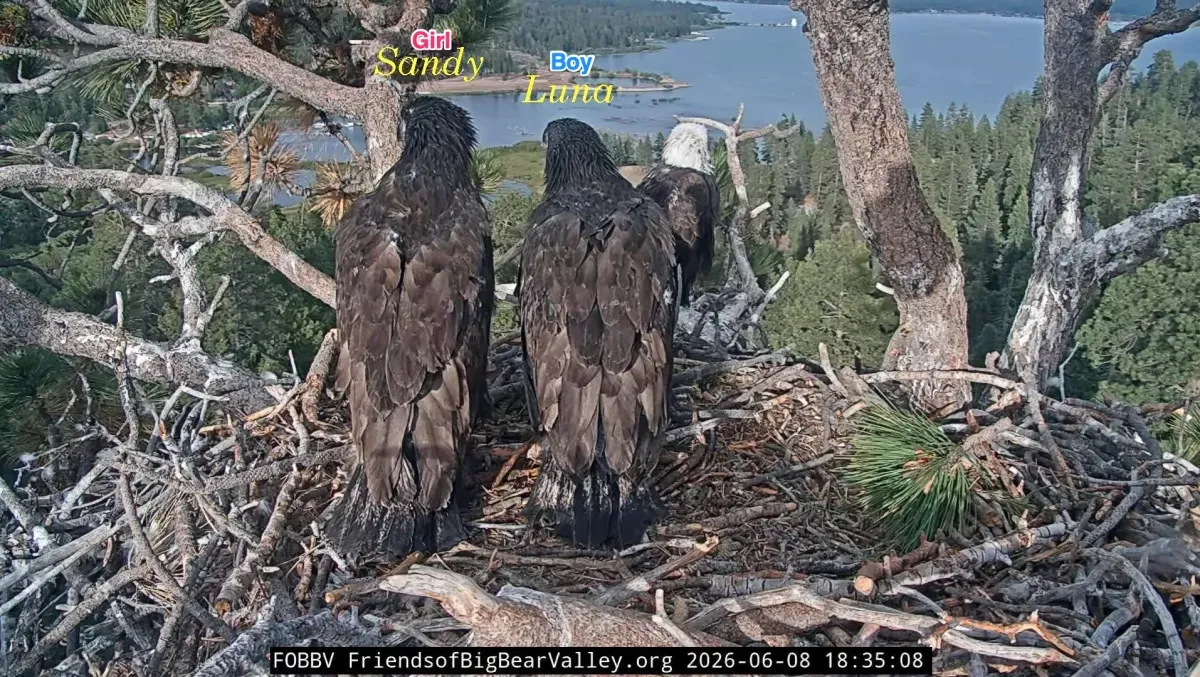 Jackie and Shadow’s chicks’ genders revealed: It’s a boy…and a girl!