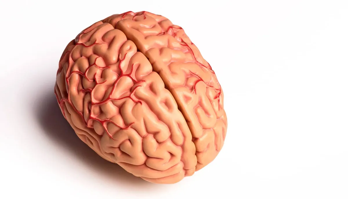 Team finds brain circuit that helps you switch gears