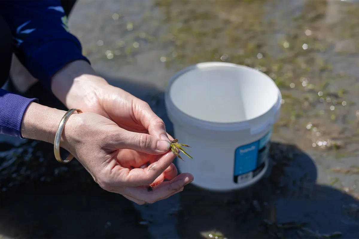 Restoring seagrass meadows on the Great Barrier Reef will support biodiversity and coral reefs as meadows can help improve water quality. Image courtesy of Great Barrier Reef Foundation.