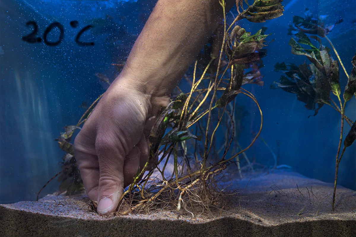 Research shows that seagrass has different heat tolerances between and within species. That has possible implications for restoration, as identifying heat-tolerant populations could bolster meadows elsewhere. Image courtesy of Giacomo d'Orlando.